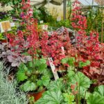 Heuchera