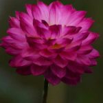Dahlias-production-locale-04