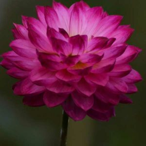 Dahlias-production-locale-04