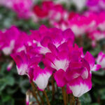 cyclamen-14cm-01