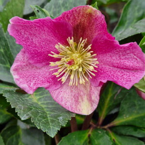 hellebore-rose-14-cm-01