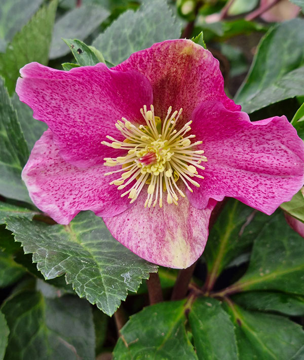 hellebore-rose-14-cm-01