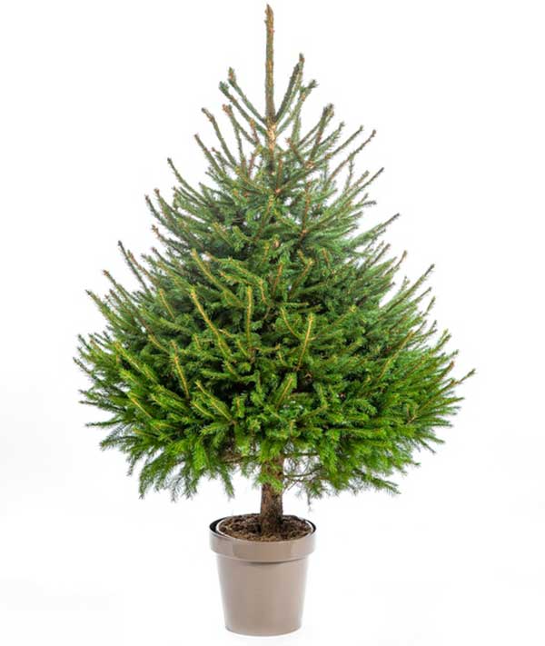 Sapin épicéa avec motte Sapin épicéa avec motte