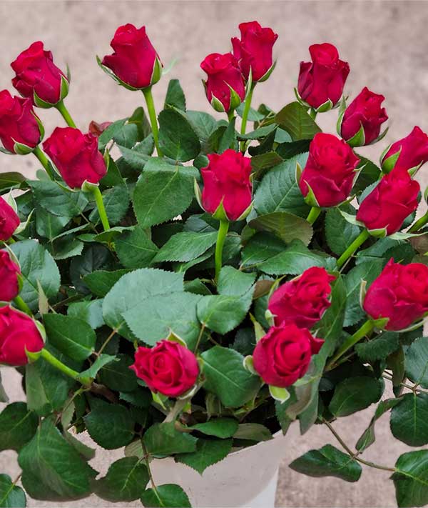 Roses Saint Valentin