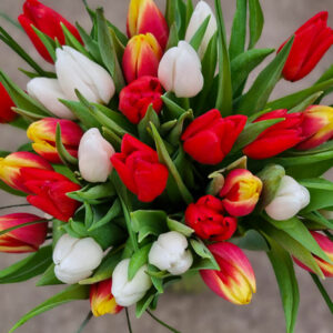 Tulipes-2