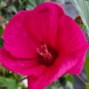 Hibiscus des marais 01