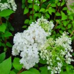 Hydrangea paniculata 01