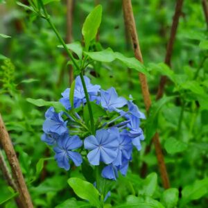 Plumbago Auriculata 01