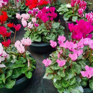 coupe-3-mini-cyclamens-02