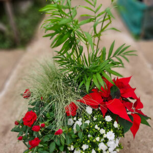 Coupe de plantes Esprit de Noel