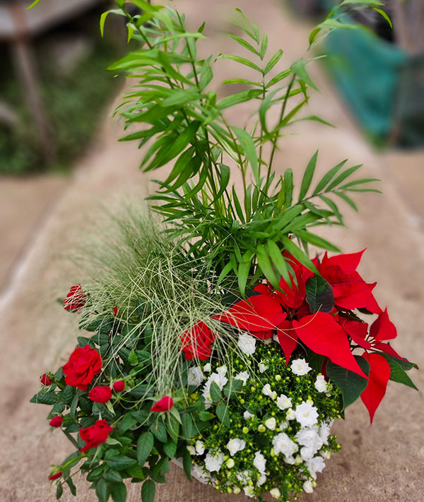 Coupe de plantes Esprit de Noel