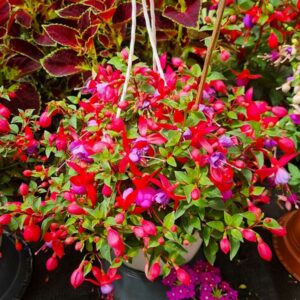 Fuchsias01