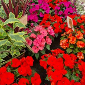Impatiens-de-Guinee-01